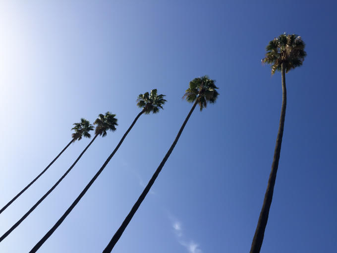 Palm Trees, LA Palm Trees, Blue Skies